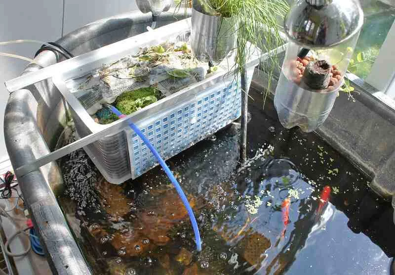 The Ultimate Guide to Choosing a Fish Tank for Aquaponics